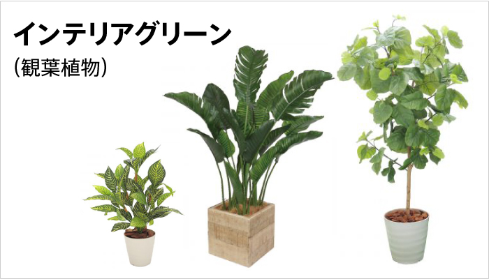 インテリアグリーン（観葉植物）