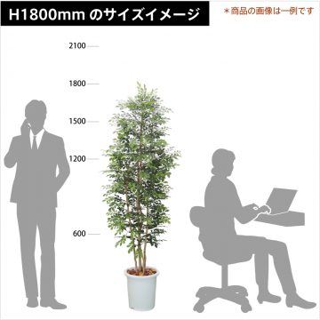 green-size-h1800