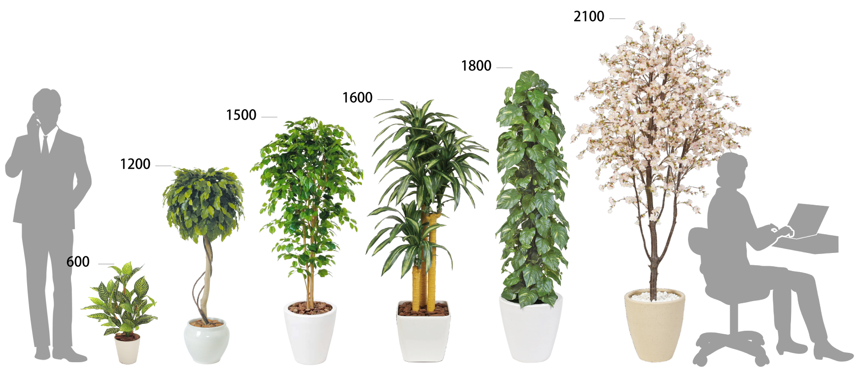 インテリアグリーン 観葉植物 製品情報 アール エフ ヤマカワ株式会社