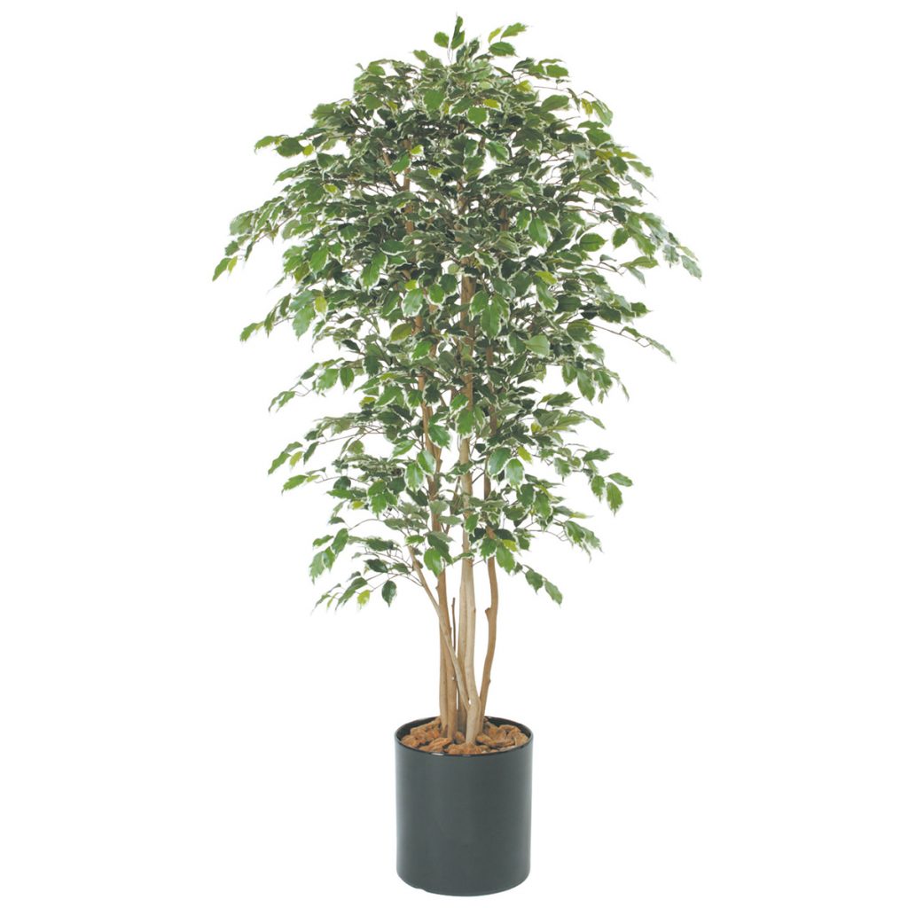 ベンジャミン斑入り H1500mm HBKD-1-003 | オフィスプランニング