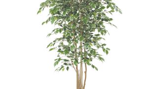 ベンジャミン斑入り H1500mm HBKD-1-003 | オフィスプランニング