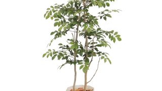 マウンテンアッシュ H1200mm HBKD-2-029 | オフィスプランニング