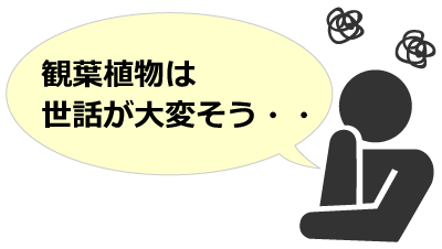 観葉植物の不安