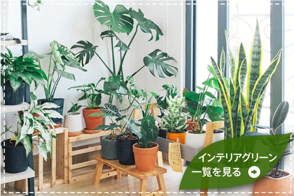 インテリアグリーン一覧ページを見る
