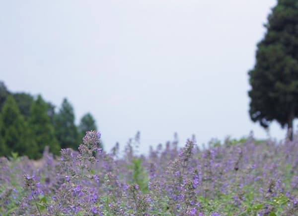 青山高原