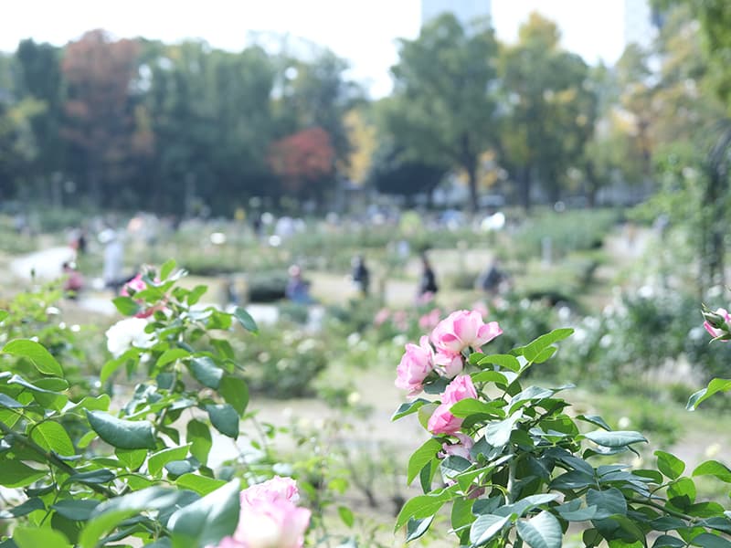 大阪の靭公園