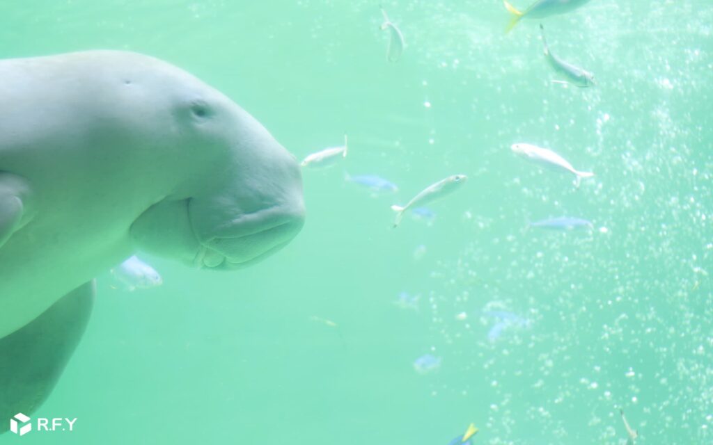 鳥羽水族館の人気者ジュゴンのセレナとお魚